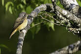 Gobemouche ferrugineux