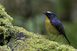 Snowy-browed Flycatcher