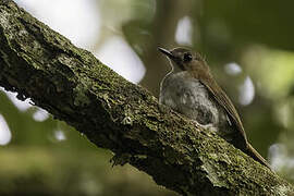 Grey-chested Jungle Flycatcher