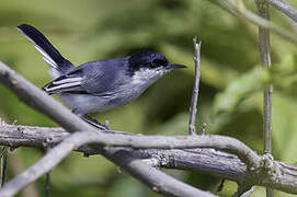 Maranon Gnatcatcher