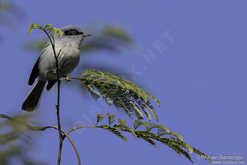 Masked Gnatcatcher male adult