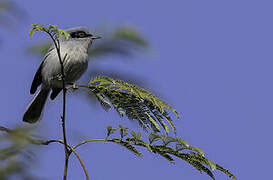 Masked Gnatcatcher