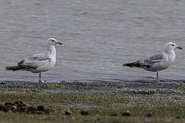 Mongolian Gull