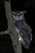 Barred Eagle-Owl