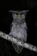 Barred Eagle-Owl