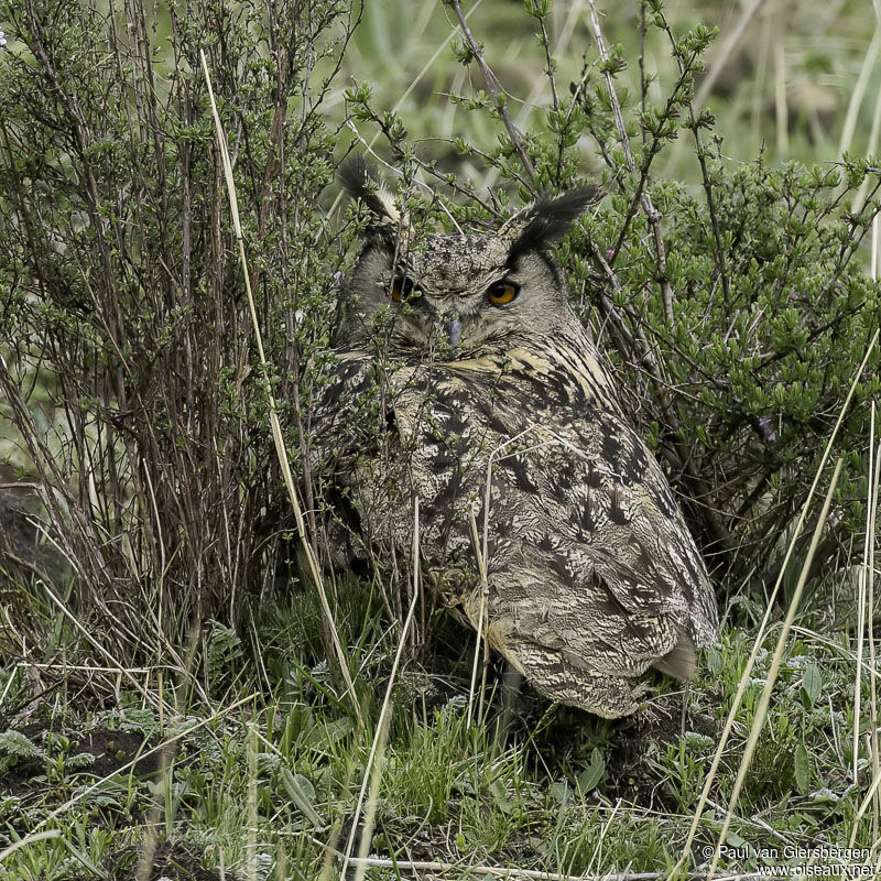 Eurasian Eagle-Owladult