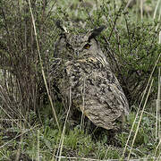 Eurasian Eagle-Owl