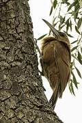 Great Rufous Woodcreeper