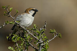 Great Sparrow