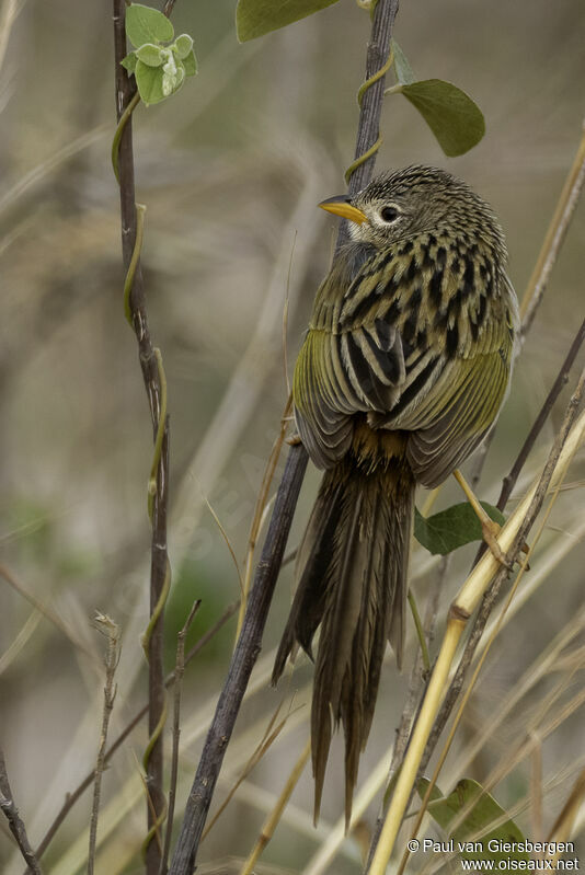 Wedge-tailed Grass Finchadult