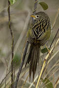 Wedge-tailed Grass Finch