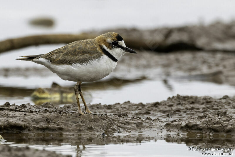 Collared Ploveradult