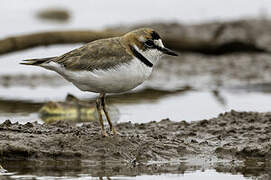 Collared Plover