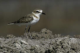 Javan Plover