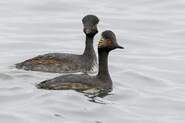 Black-necked Grebe