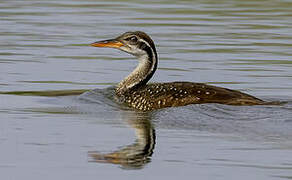 African Finfoot