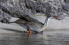 African Finfoot