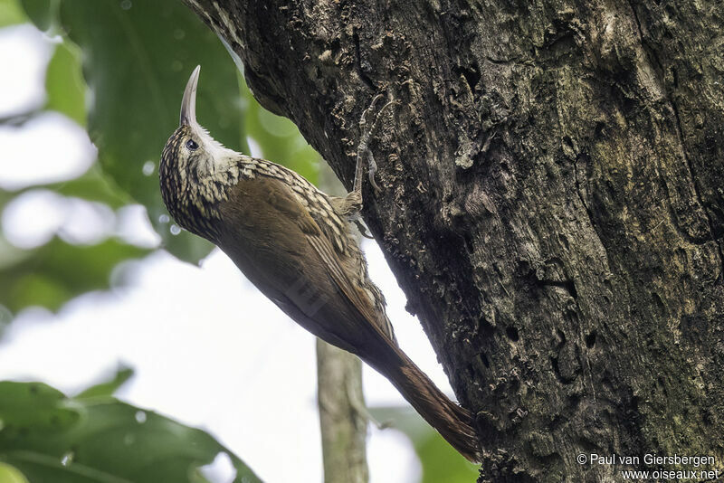 Scalloped Woodcreeperadult