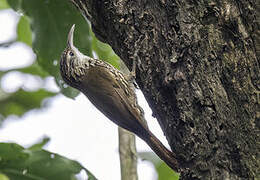 Scalloped Woodcreeper