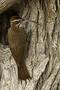 Scimitar-billed Woodcreeper