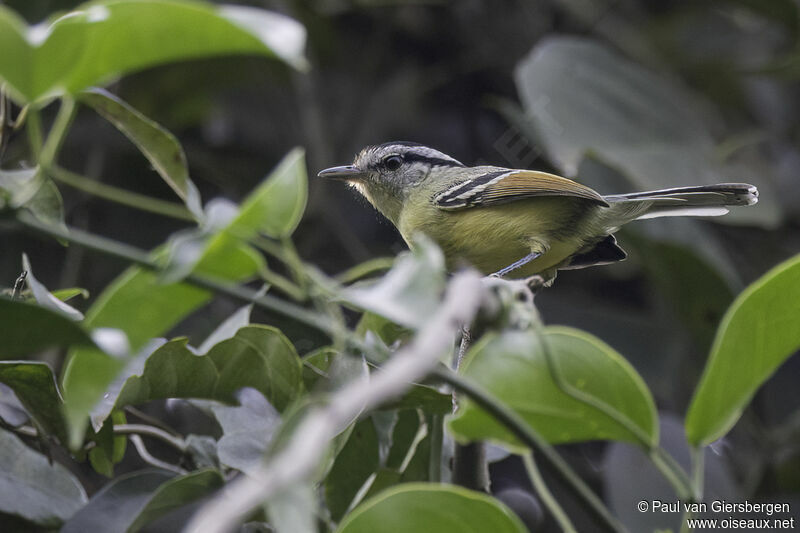 Rufous-margined Antwren