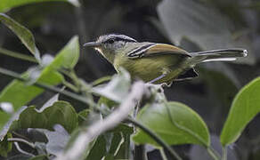 Rufous-margined Antwren