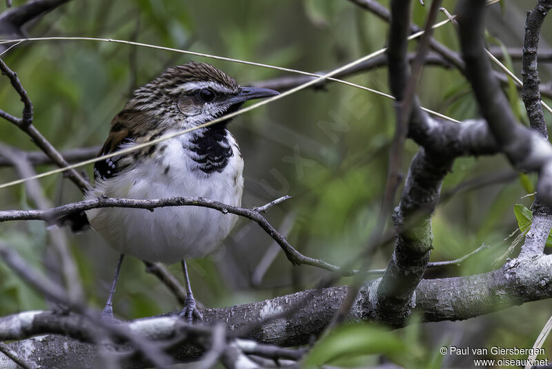 Stripe-backed Antbird male adult