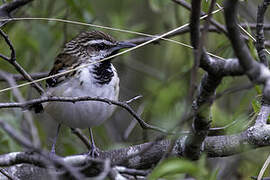 Stripe-backed Antbird