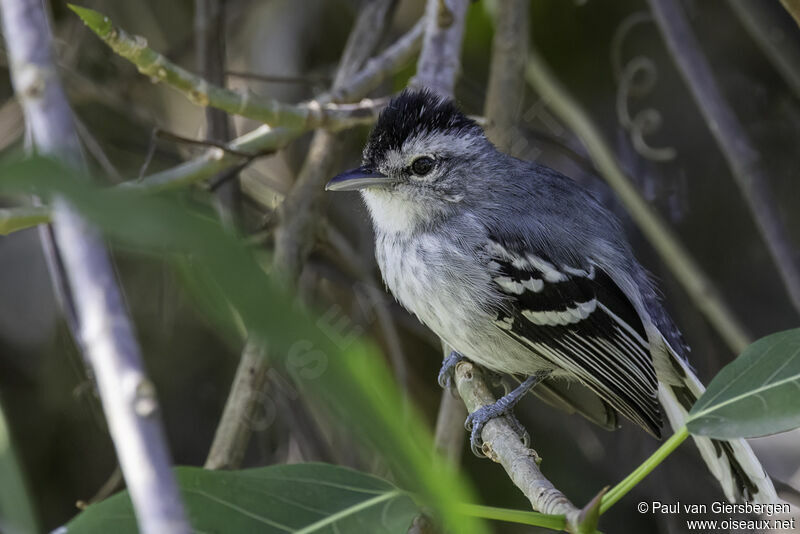 Large-billed Antwren male adult