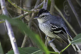 Large-billed Antwren