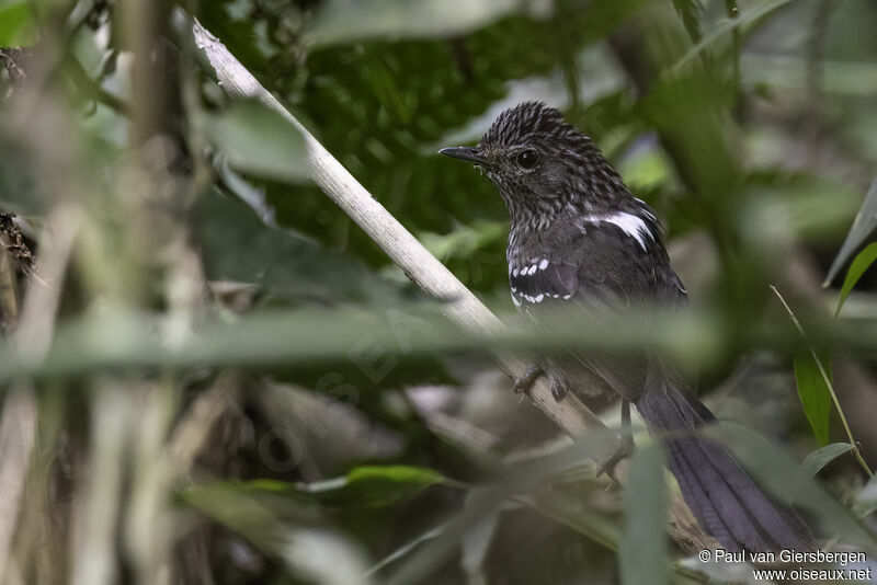 Dusky-tailed Antbird male adult