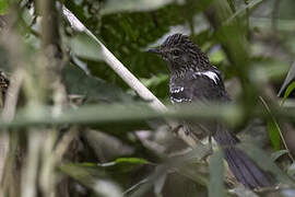 Dusky-tailed Antbird