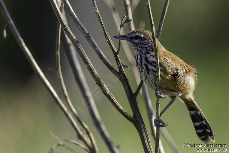 Rusty-backed Antwren female adult