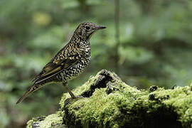 Scaly Thrush