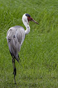 Wattled Crane