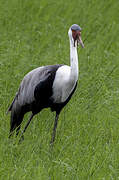 Wattled Crane