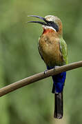 White-fronted Bee-eater