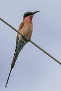 Southern Carmine Bee-eater