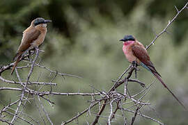 Southern Carmine Bee-eater