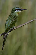 Blue-cheeked Bee-eater