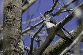 Grey-rumped Treeswift