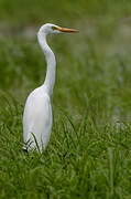 Yellow-billed Egret