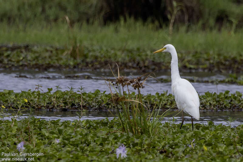 Plumed Egretadult