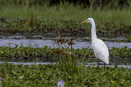 Plumed Egret