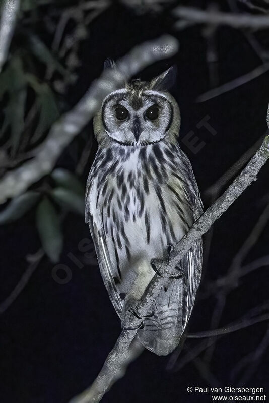 Hibou striéadulte