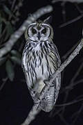 Striped Owl