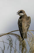 Banded Martin