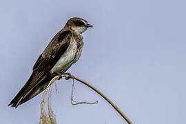 Banded Martin