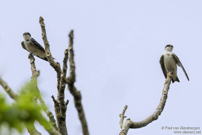 White-rumped Swallowadult