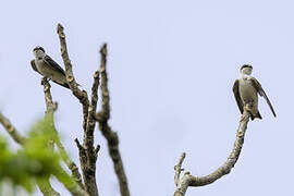 White-rumped Swallow